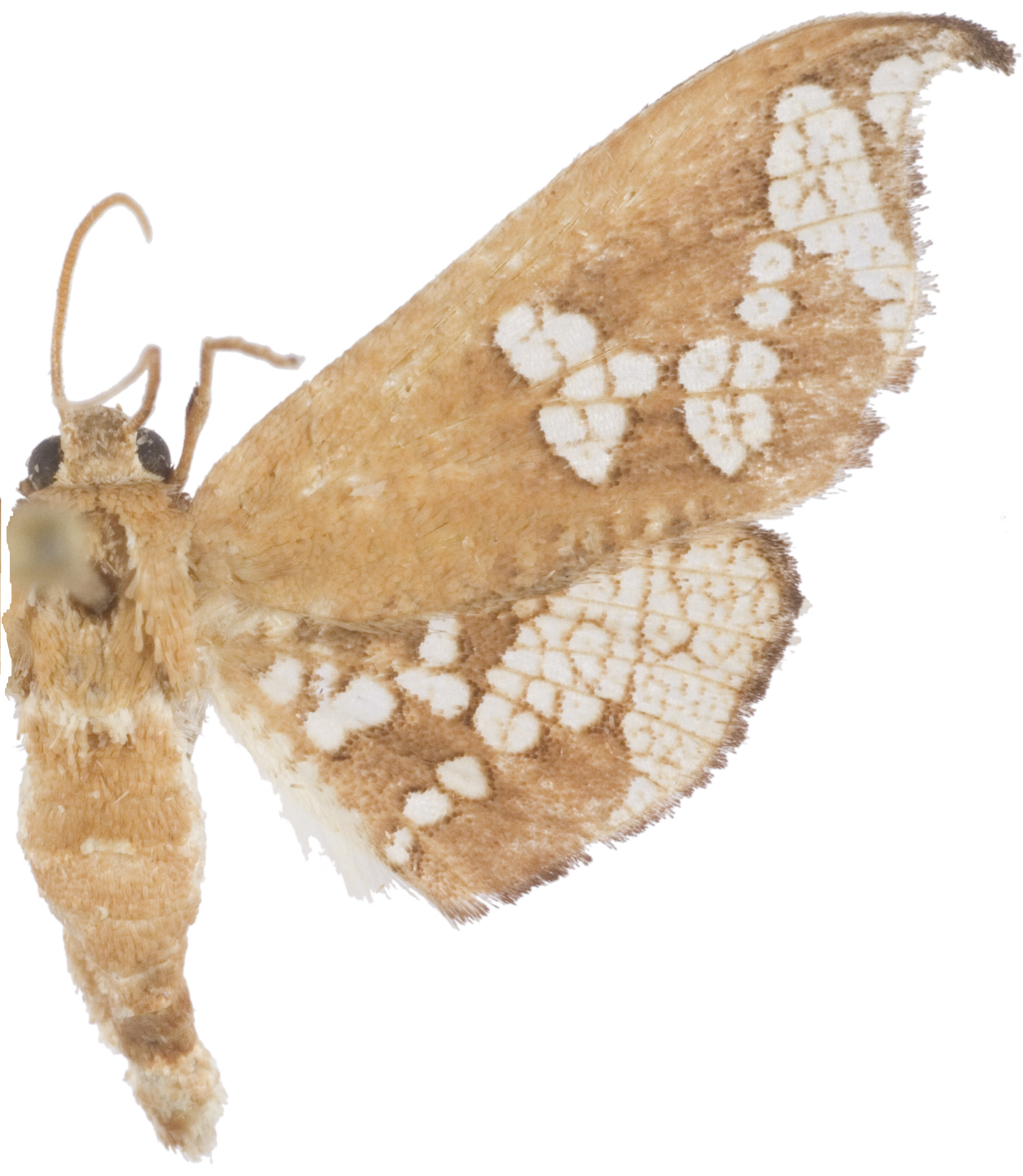 Hypolamprus sp. 21