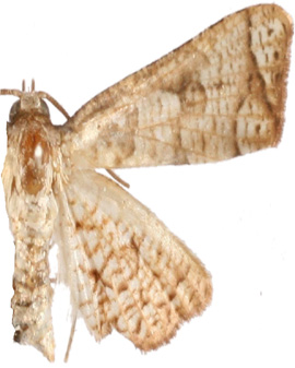 Hypolamprus sp. 3