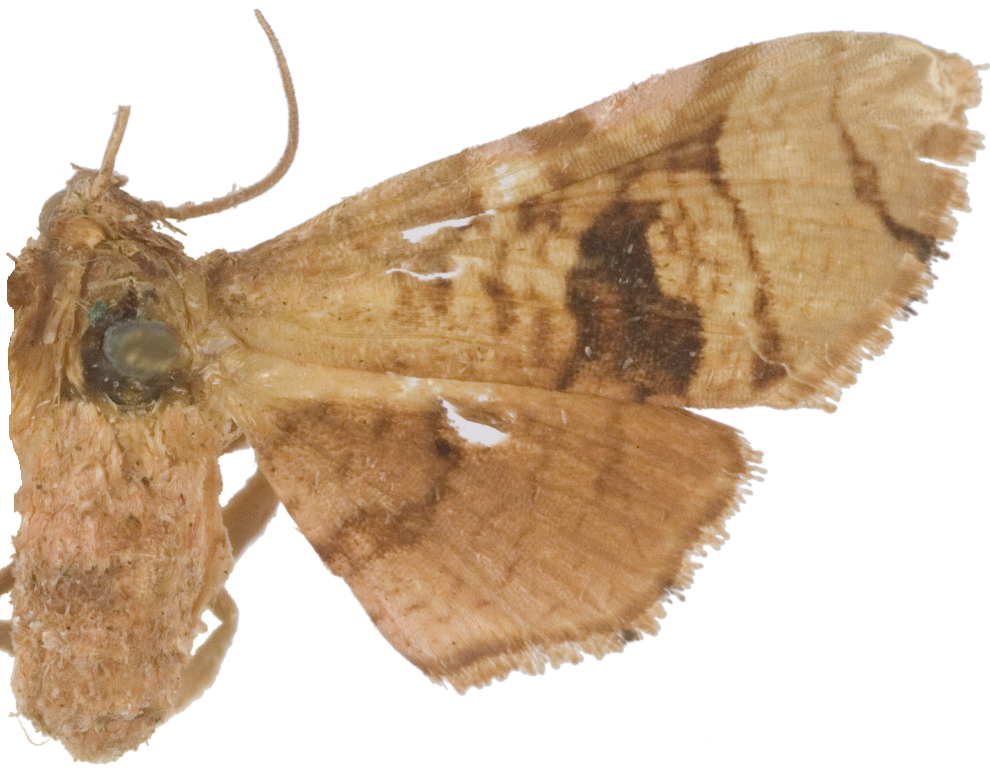 Hypolamprus sp. 5