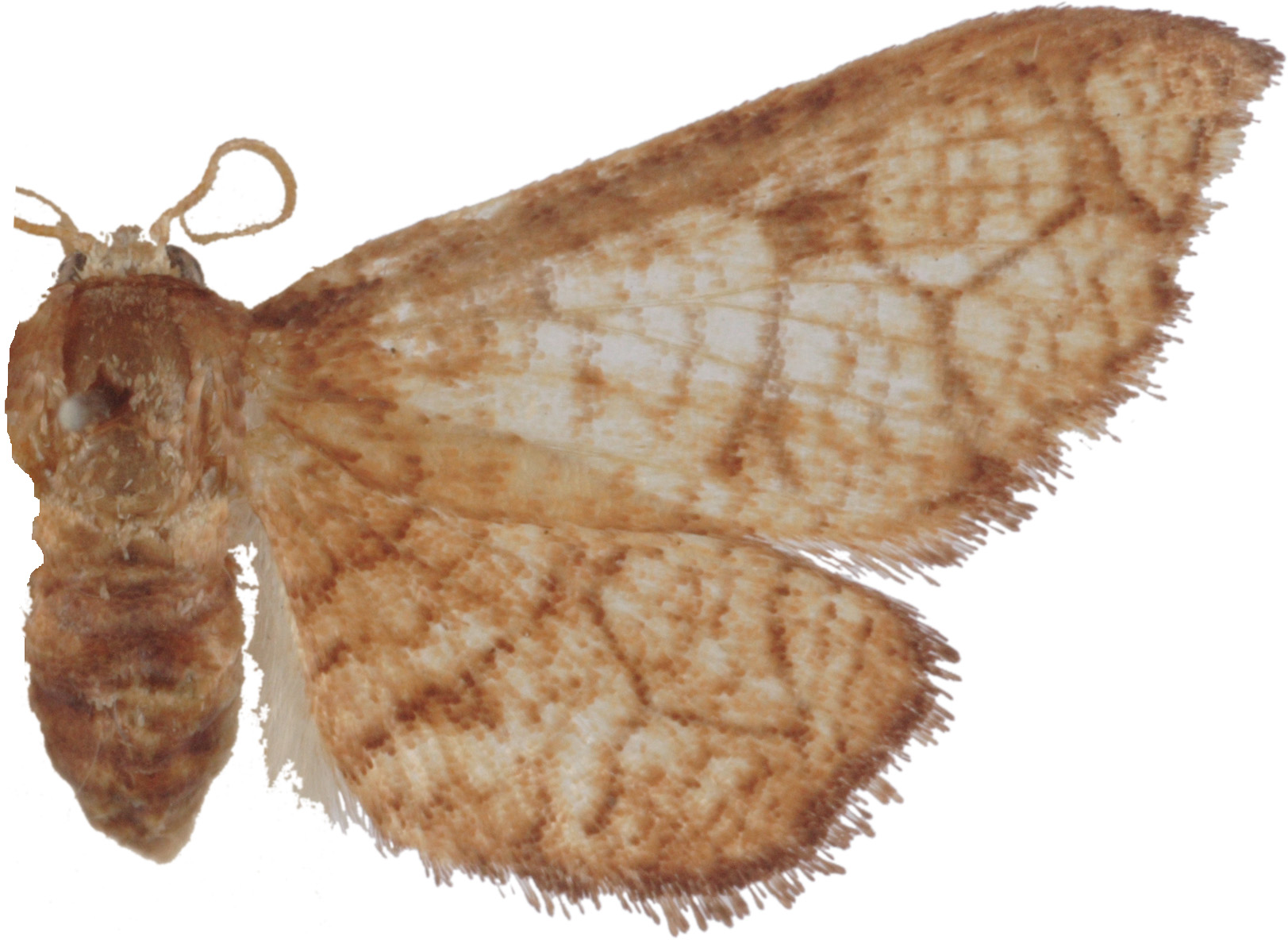 Hypolamprus sp. 6