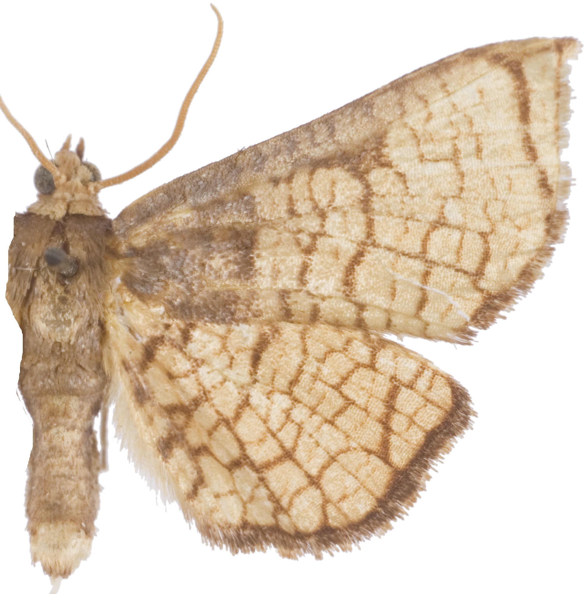 Hypolamprus sp. 7
