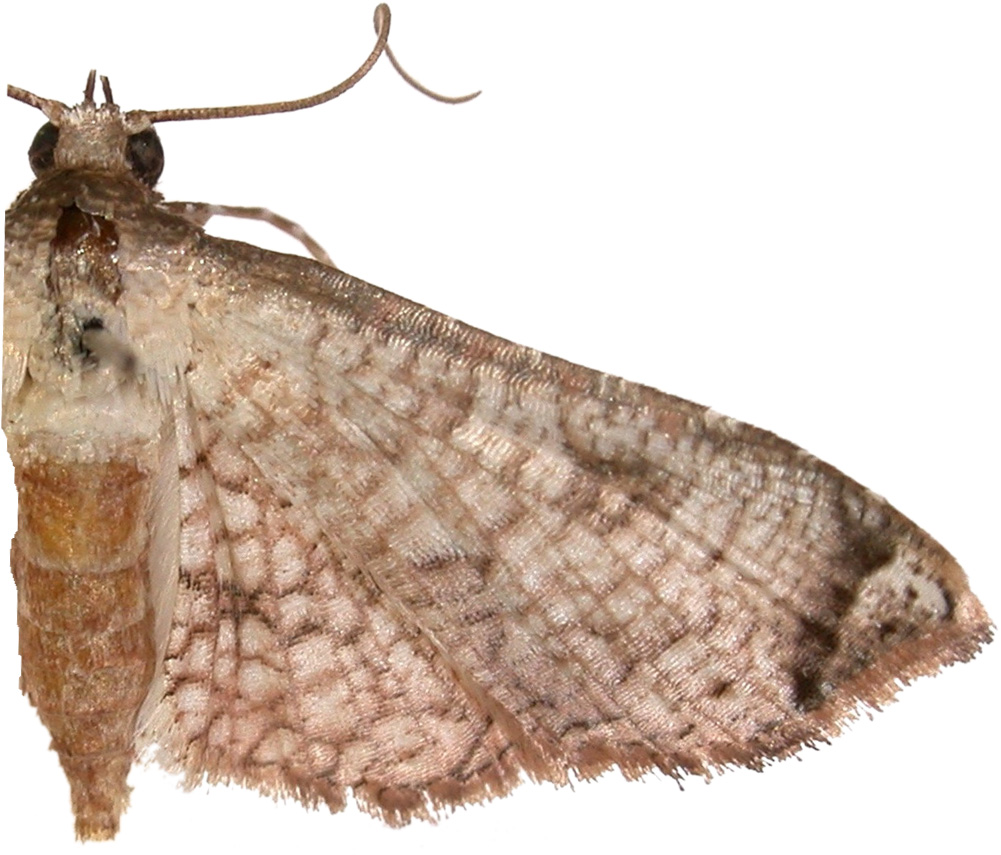 Hypolamprus sp. 8