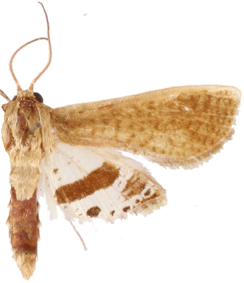 Hypolamprus sp. 12