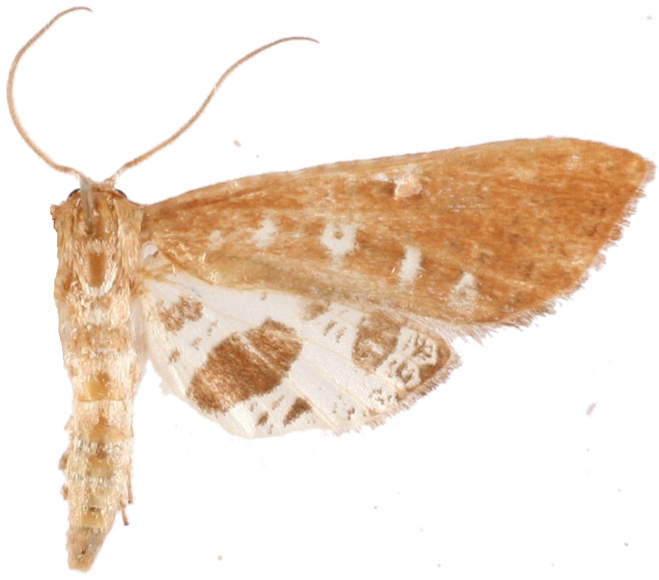 Hypolamprus sp. 11