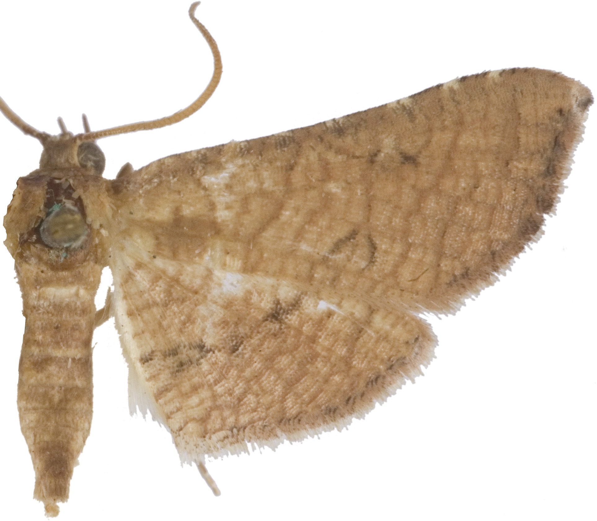 Hypolamprus striatalis Swinhoe