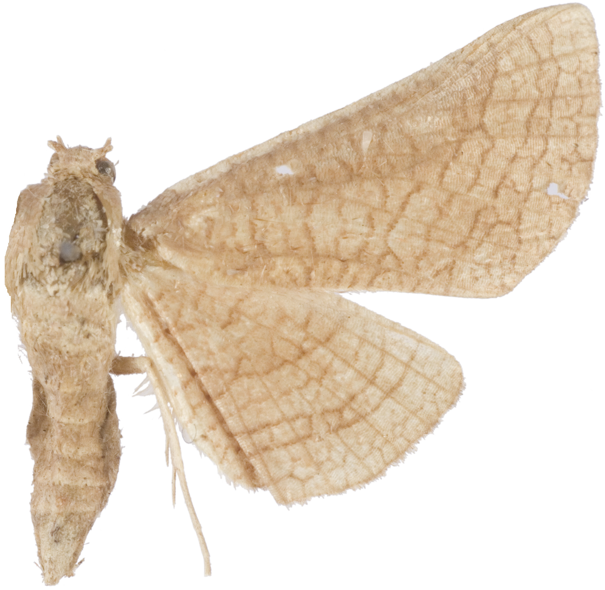 Hypolamprus subumbrata Warren