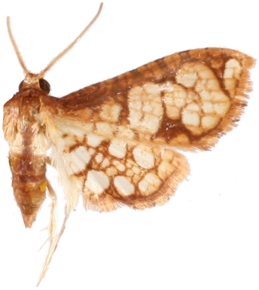 Hypolamprus taphiusalis Walker