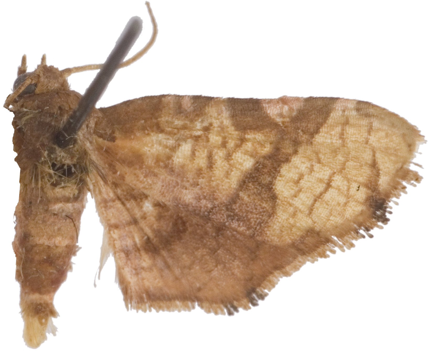 Hypolamprus vinosata Warren