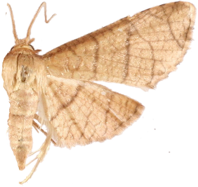 Hypolamprus ypsilon Warren