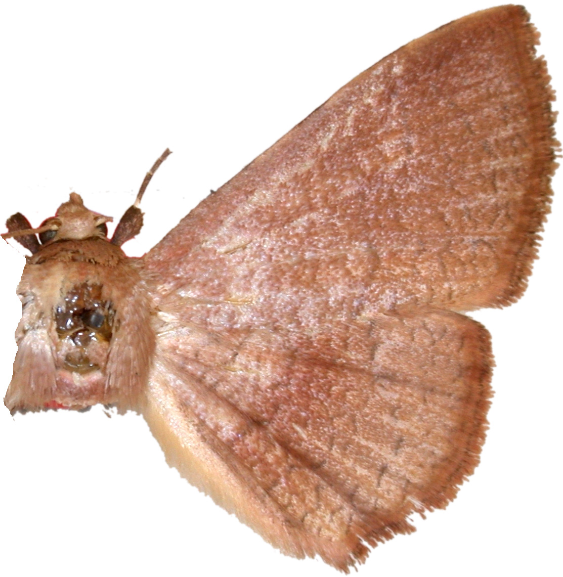 Iscalina mediosecta Warren