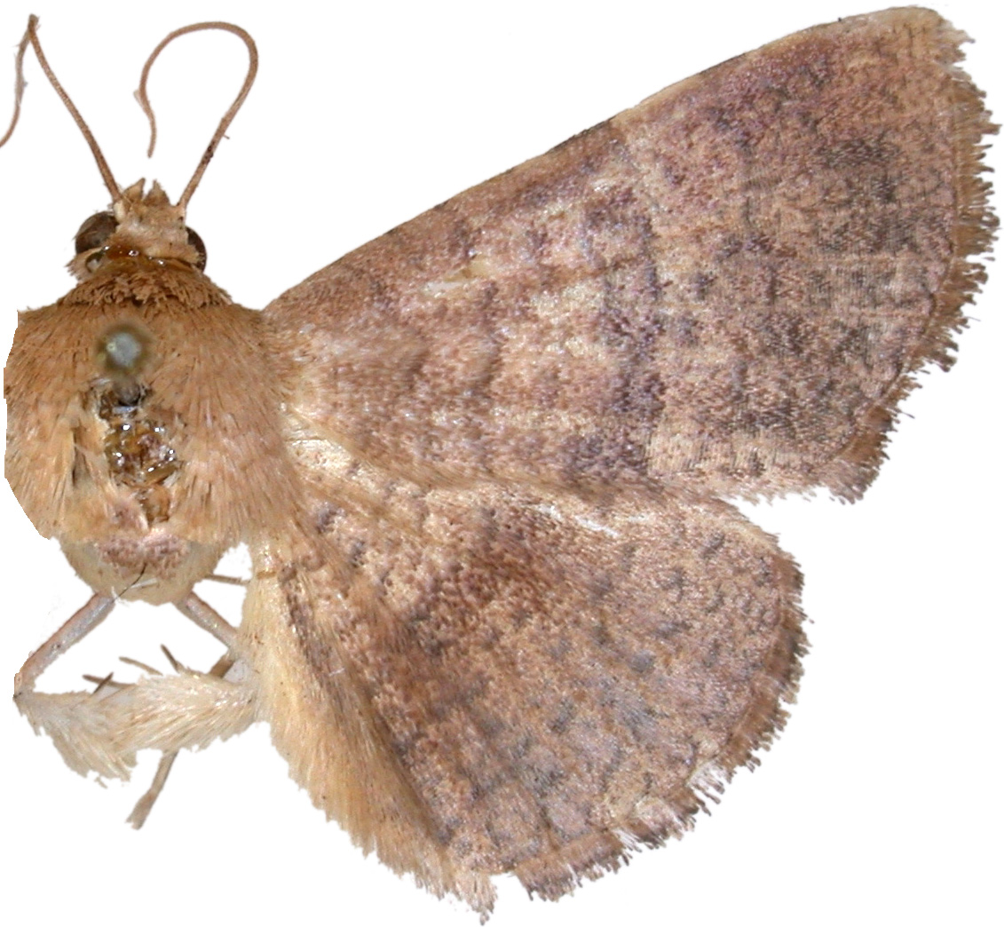 Iscalina mediosecta Warren specimen plate
