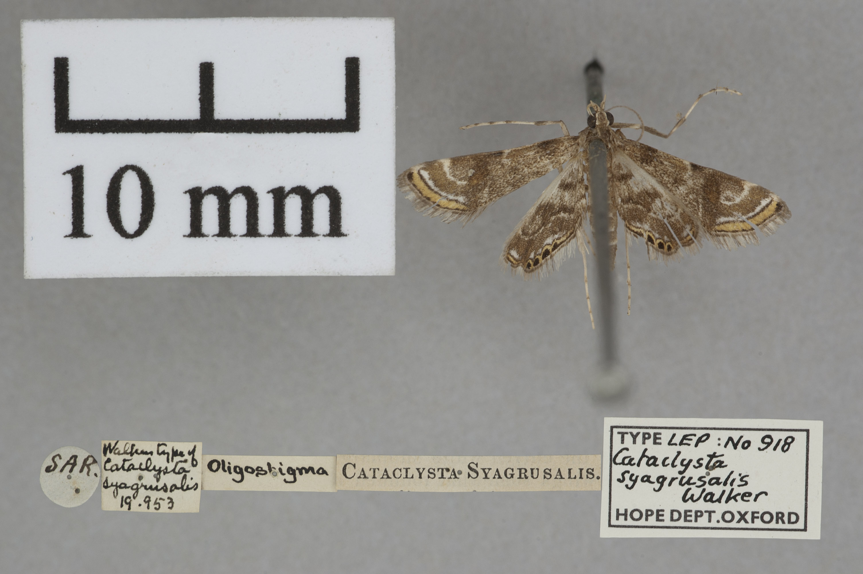 Oligostigma syagrusalis Walker