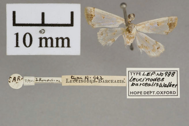 Analyta barcealis Walker