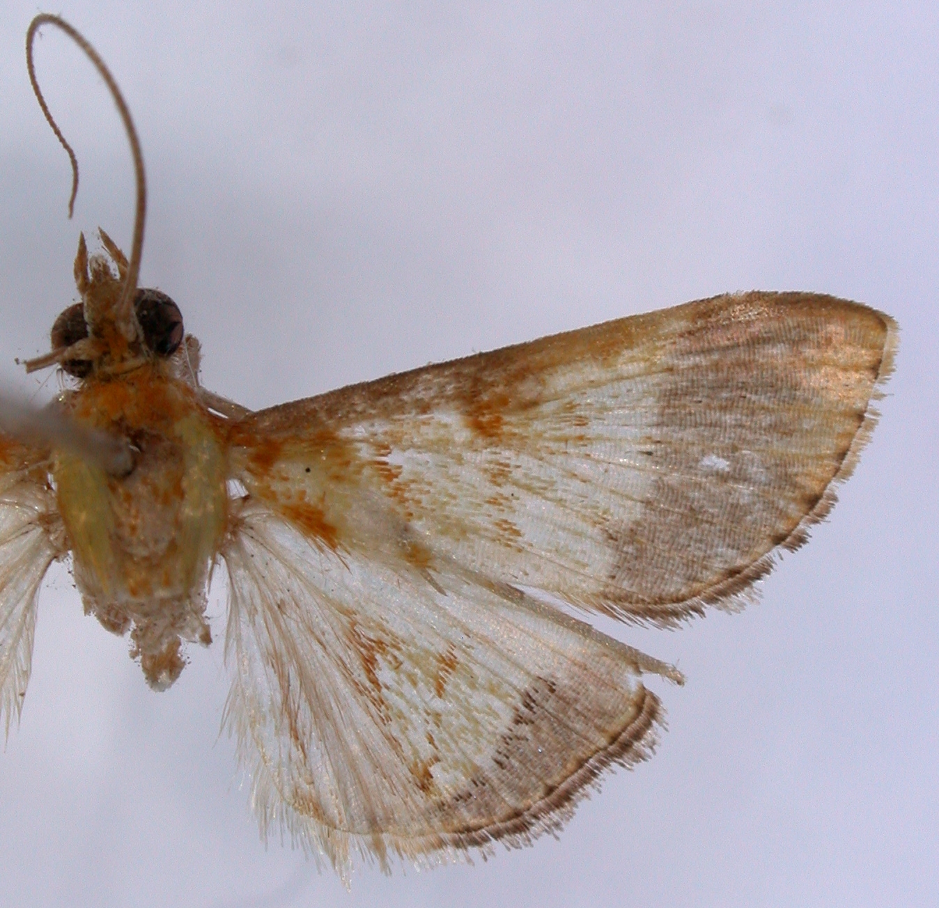 Limbobotys evenoralis Walker
