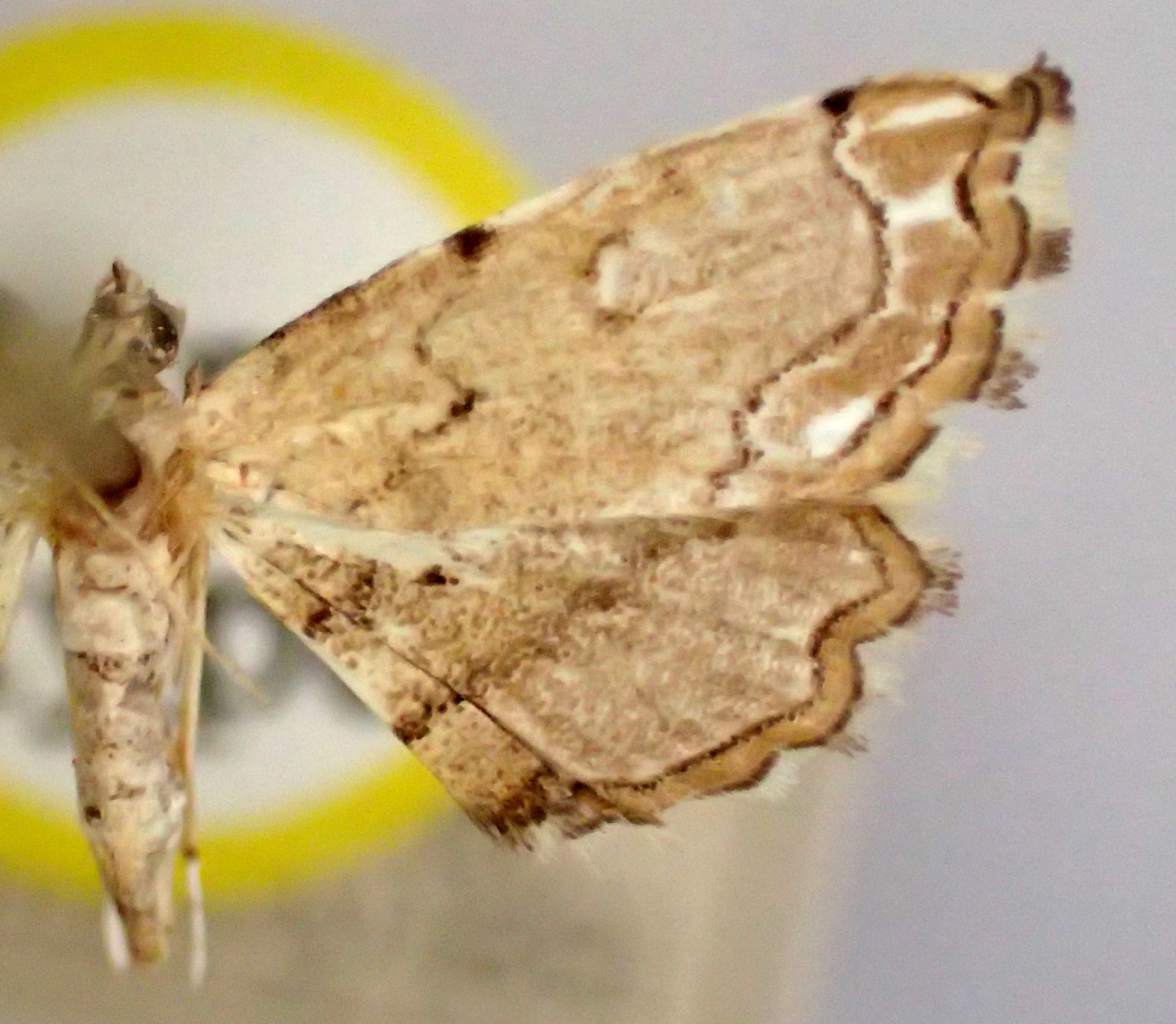 Lygomusotima stria Solis & Yen