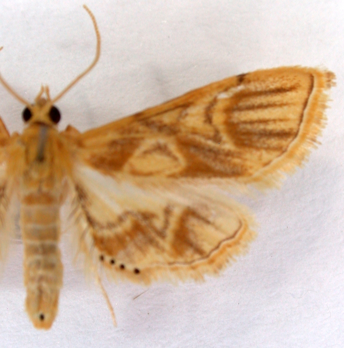 Mabra daulialis Warren