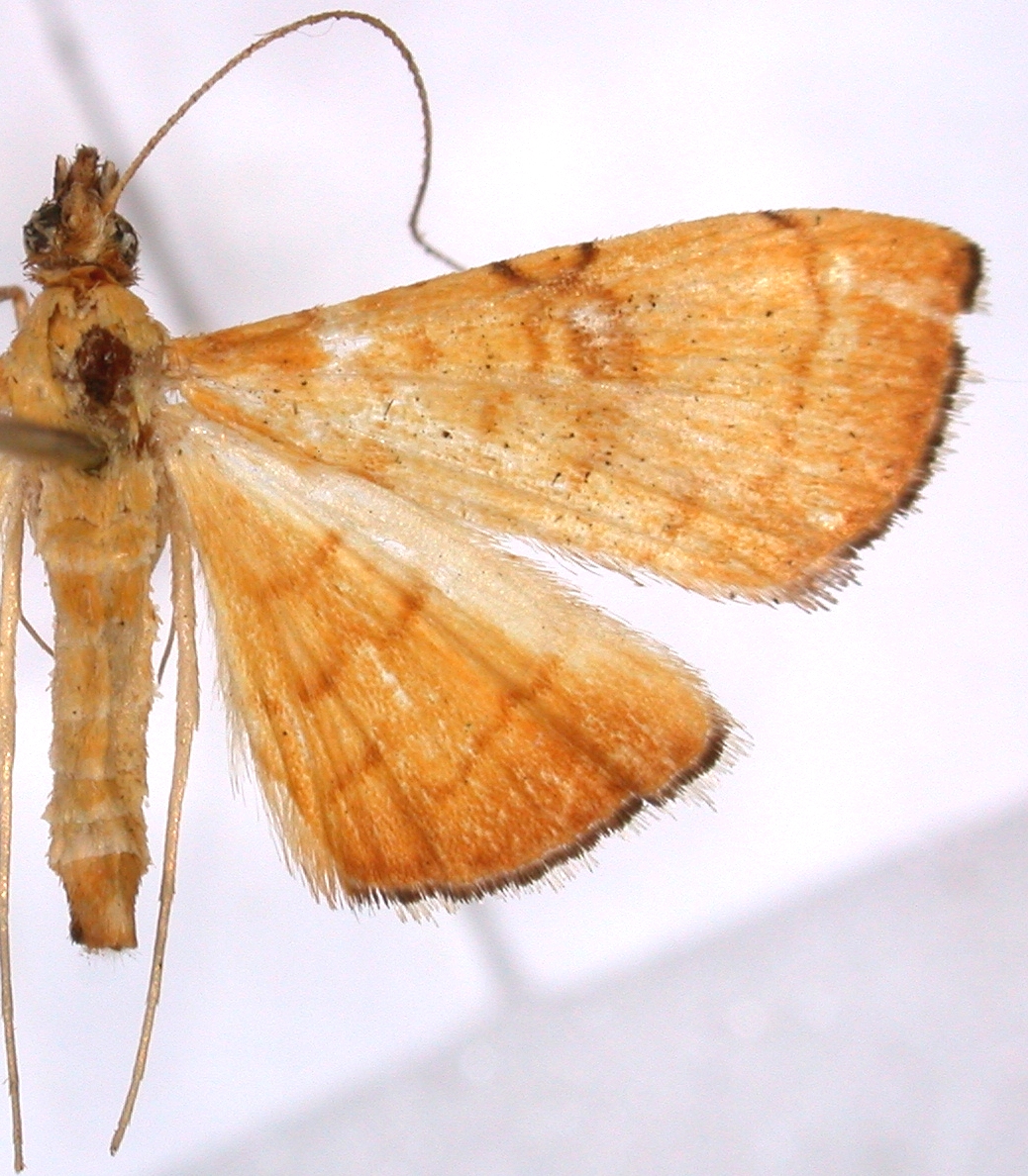 Mabra nigriscripta Swinhoe