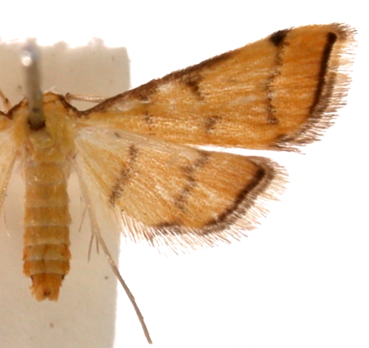 Mabra sp. 1