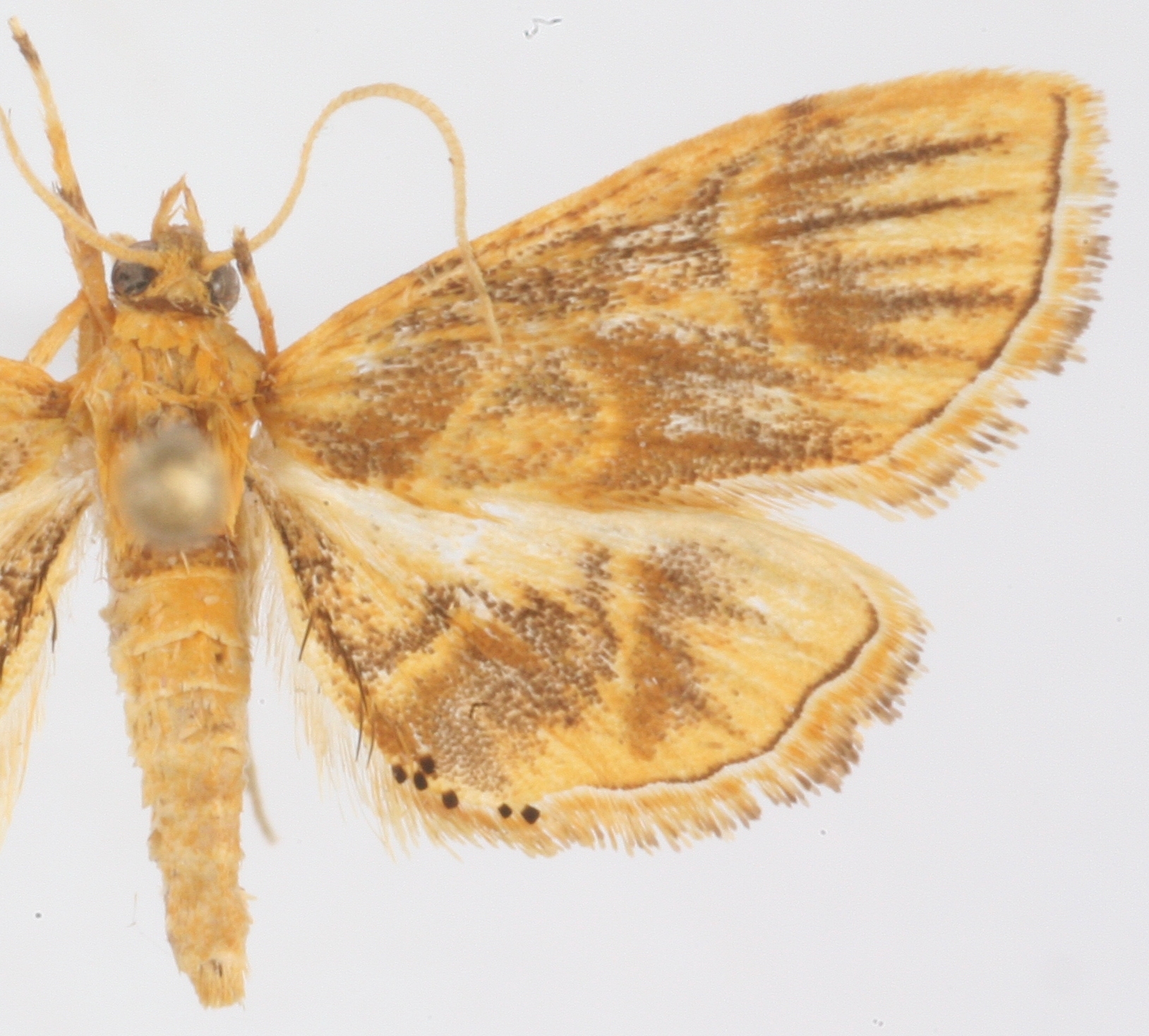 Mabra sp. 2