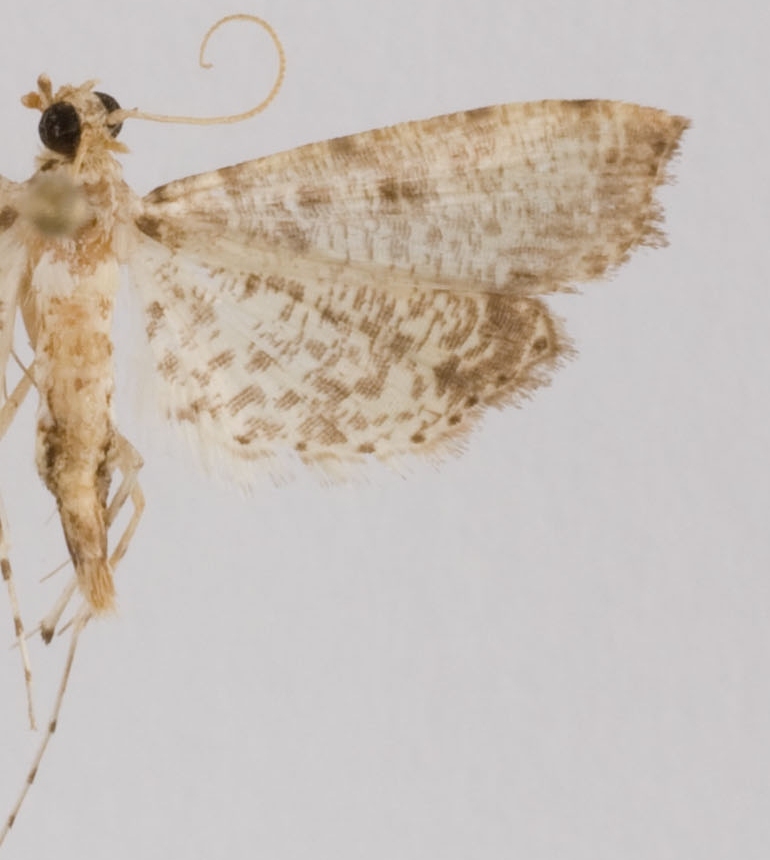 Massepha sp. 1