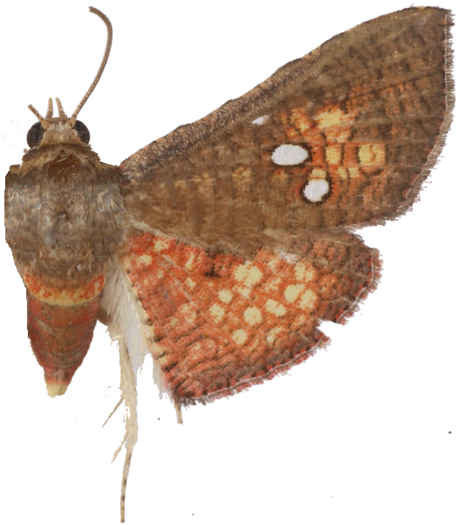 Mathoris sp. 1