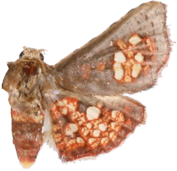 Mathoris sp. 2