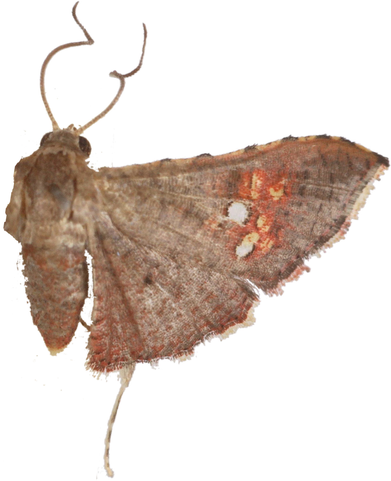 Mathoris sp. 3