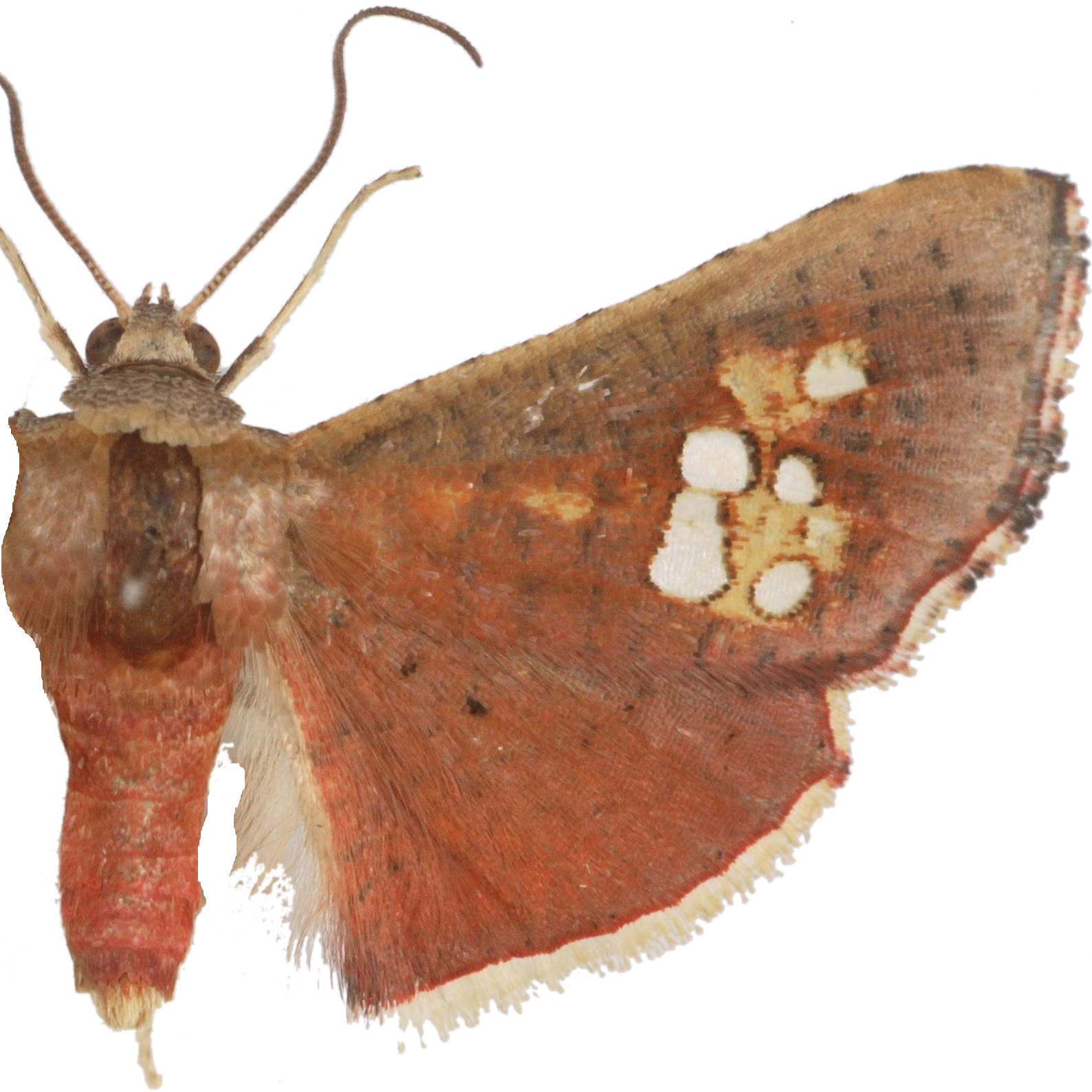 Mathoris sp. 4