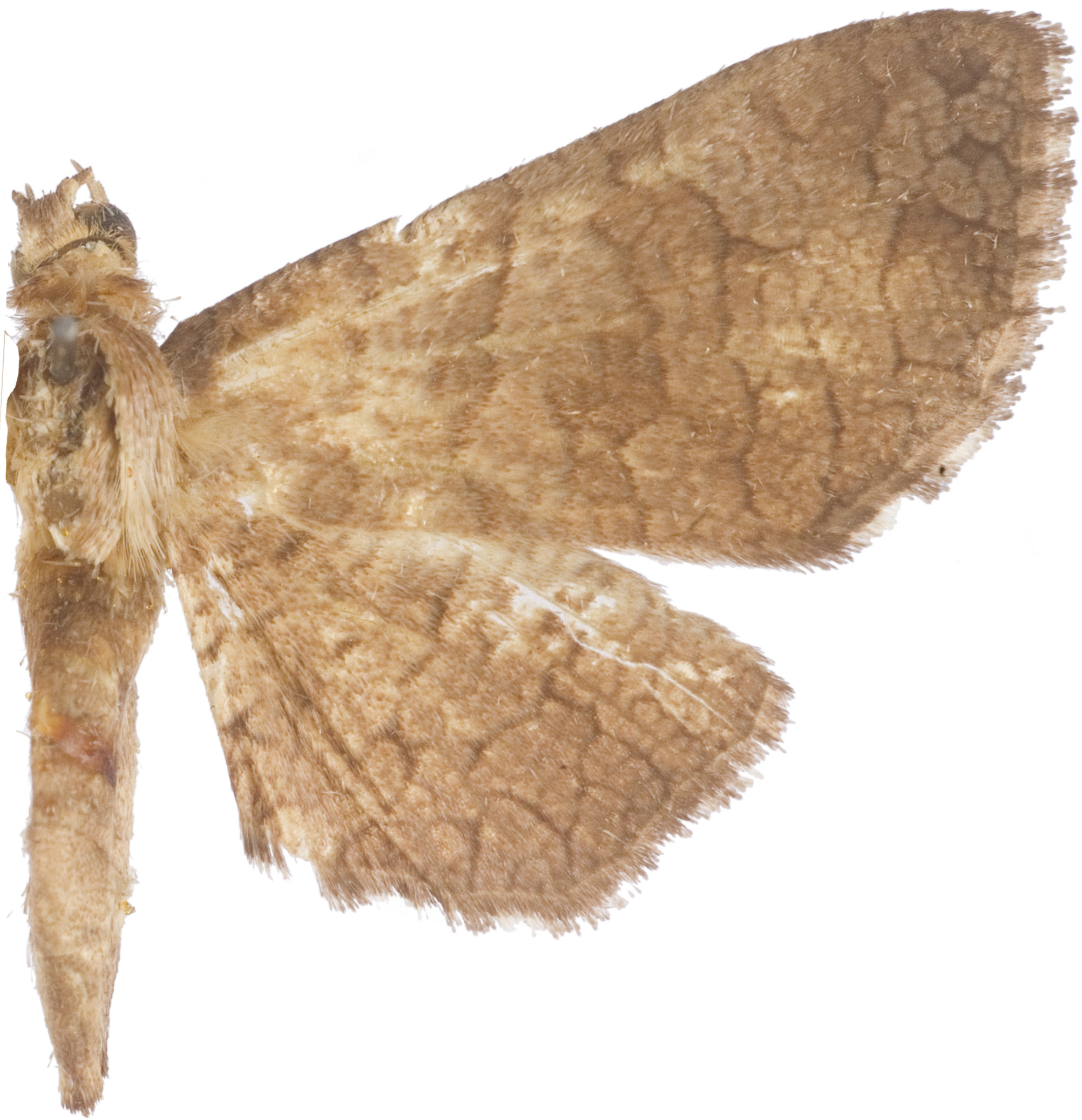 Mellea pernitescens Warren