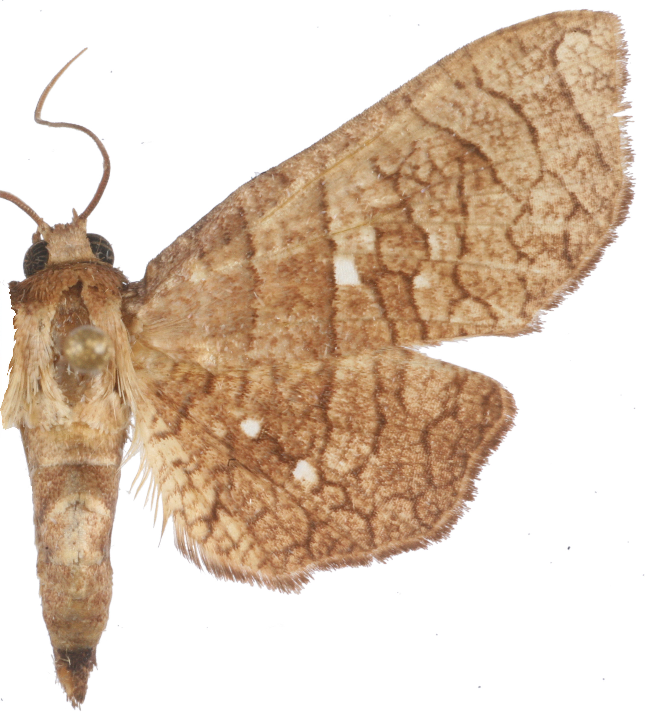 Mellea tetragonata Walker