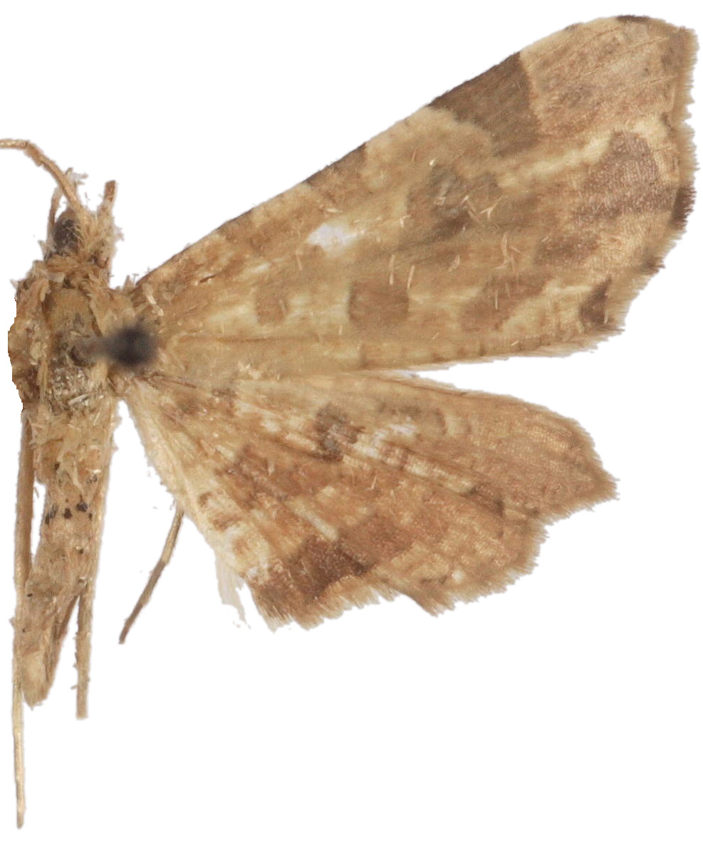 Microbelia canidentalis Swinhoe