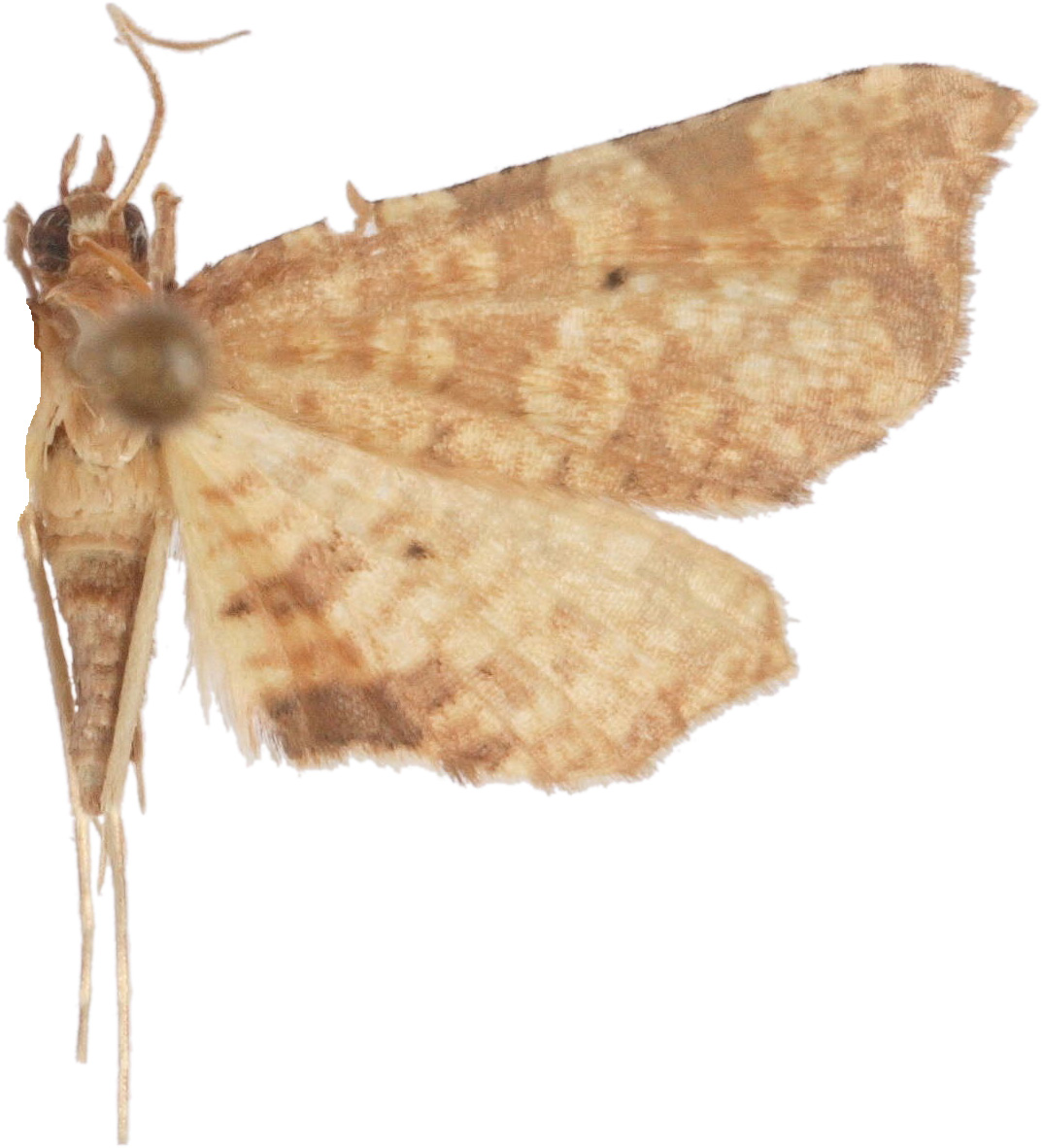 Microbelia compunctalis Warren