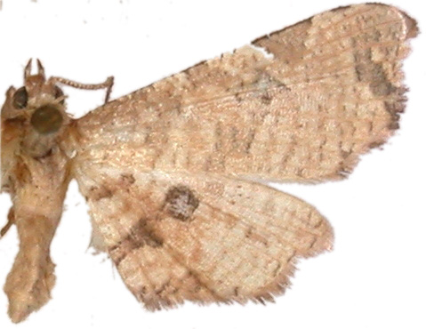 Microbelia intimalis Moore