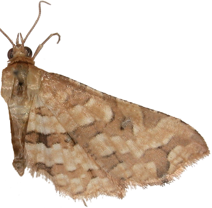 Microbelia sp. 1