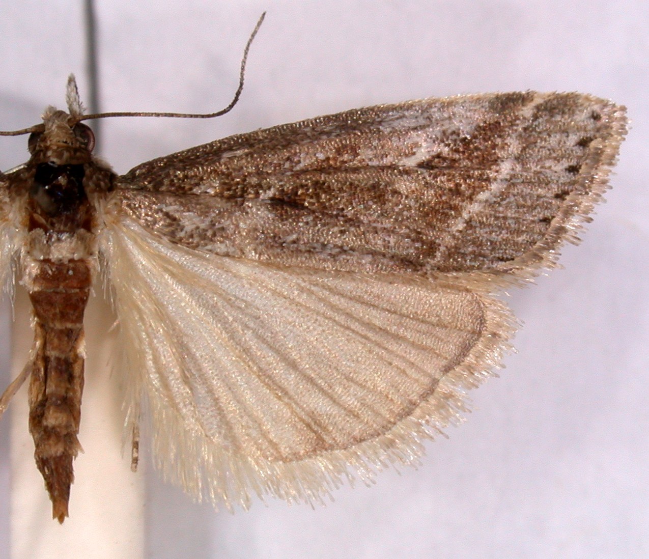 Microchilo elgrecoi Bleszynski