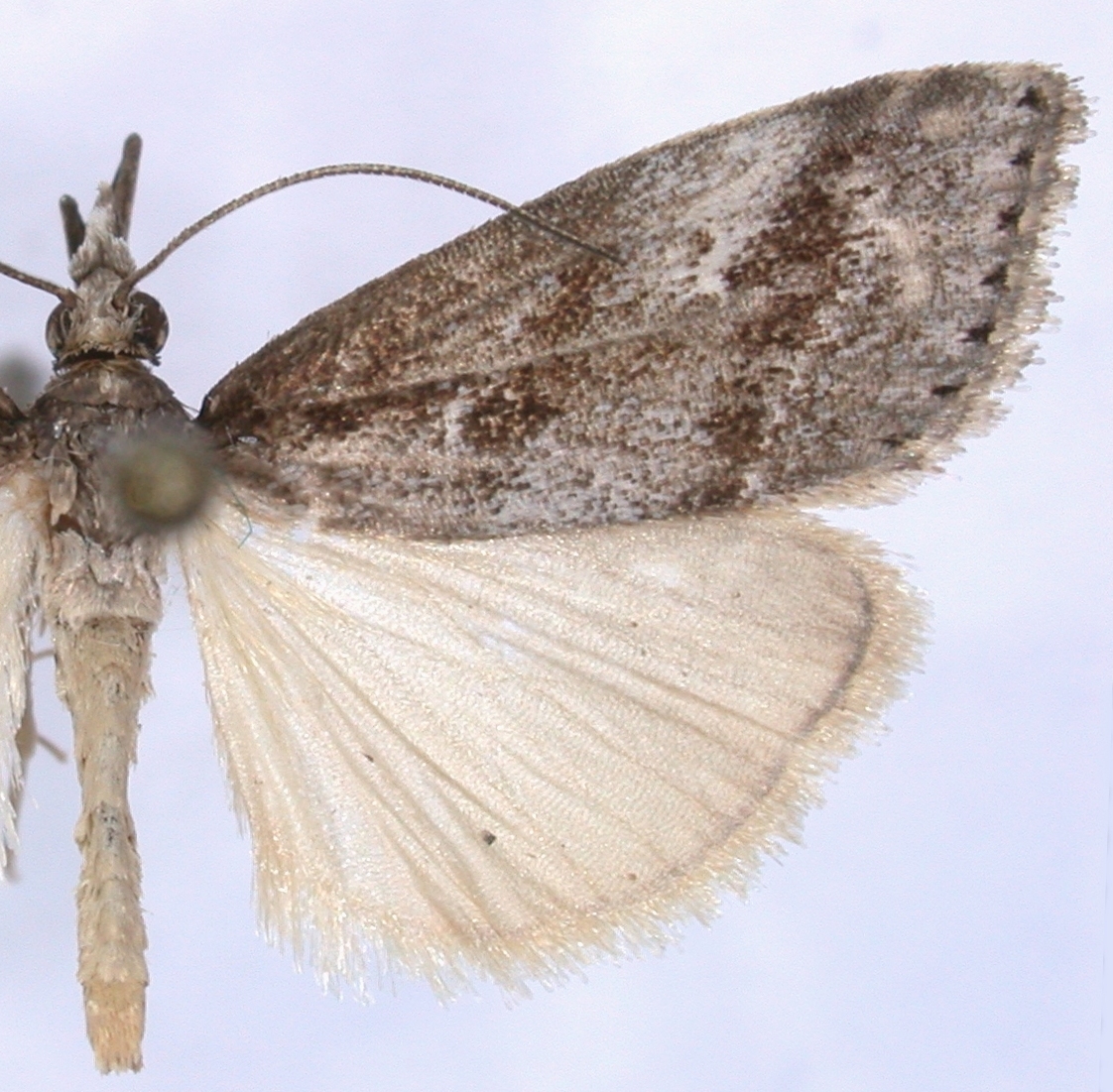 Microchilo sp. 5