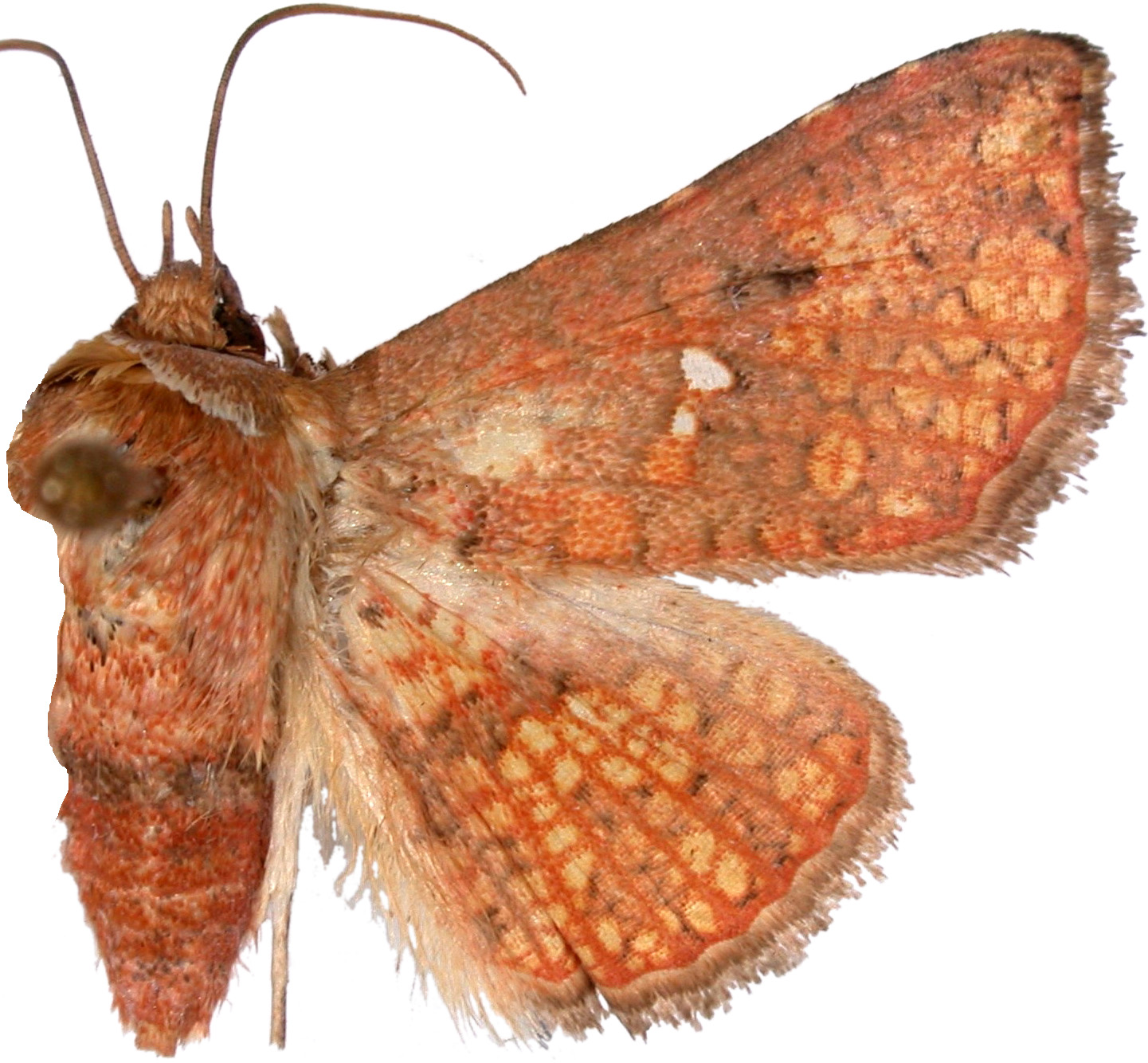 Monodecus admirandus Whalley
