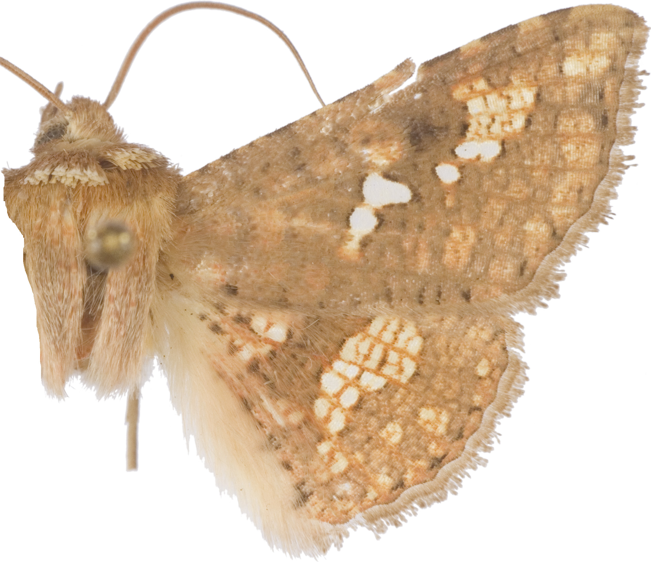 Monodecus capillatus Whalley