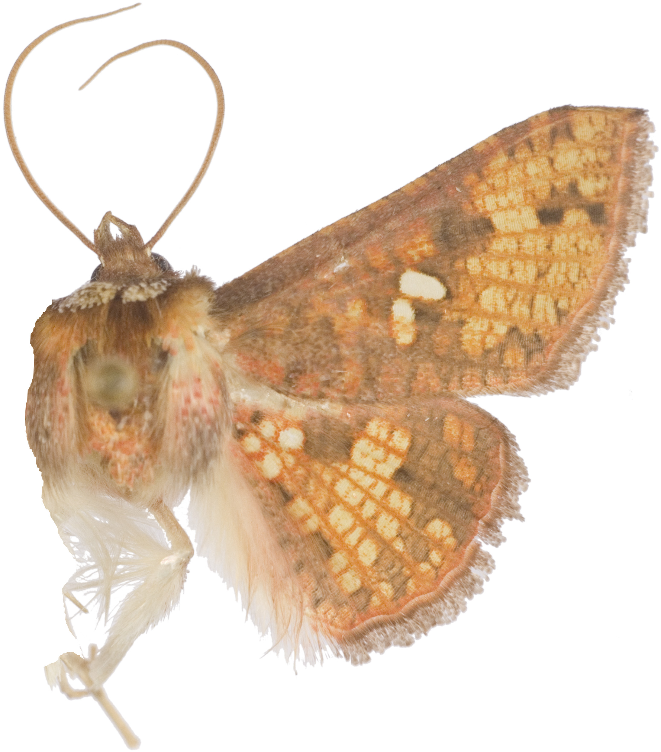 Monodecus sp. 1