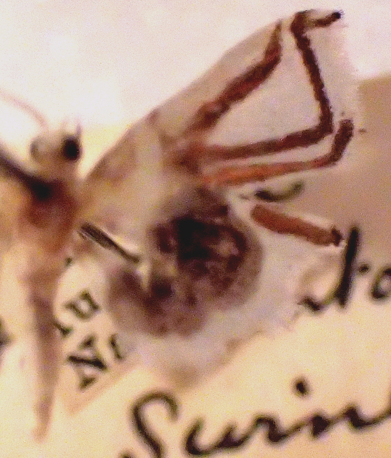 BMNH; Holotype, India, Meghalaya, Shillong.