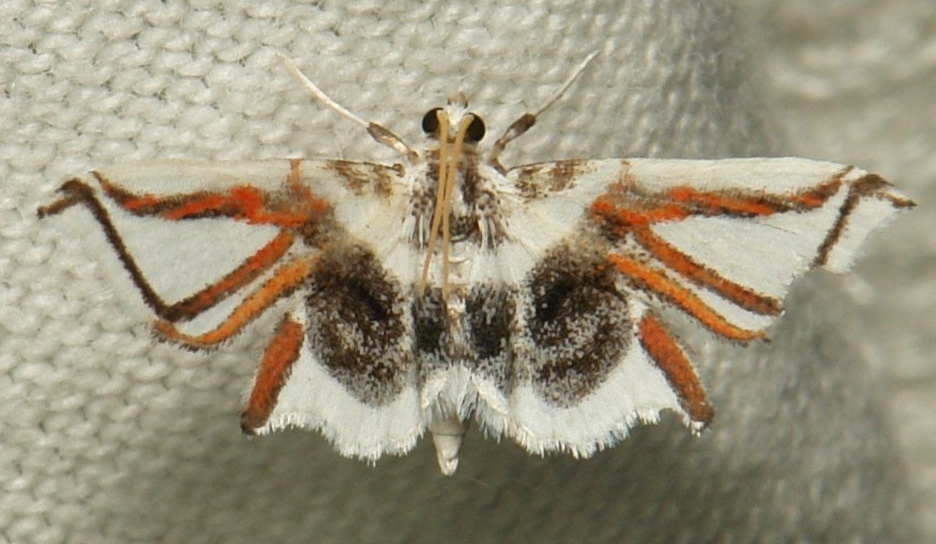 Musotima instrumentalis Swinhoe