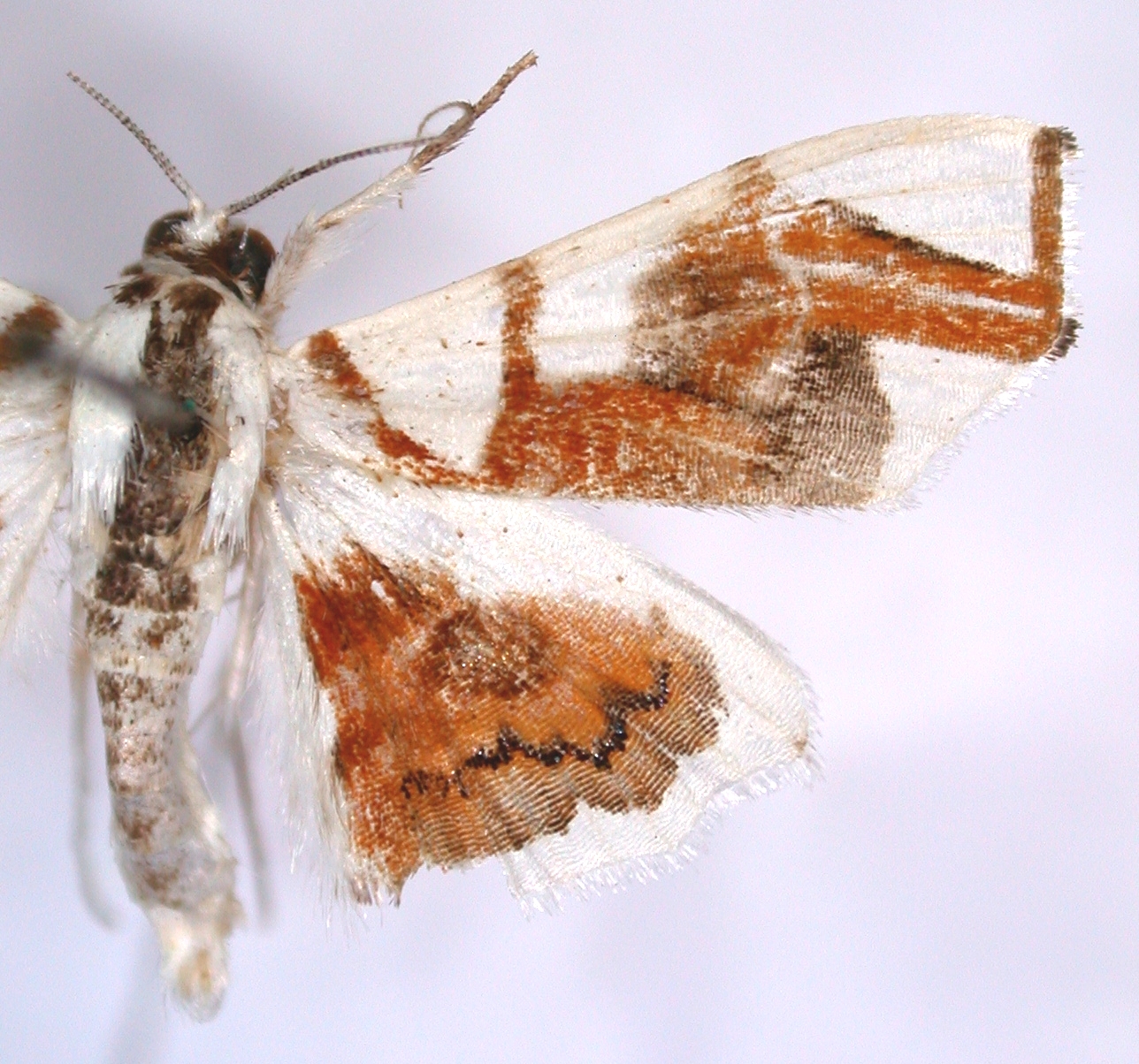 Musotima rectangulalis Kenrick