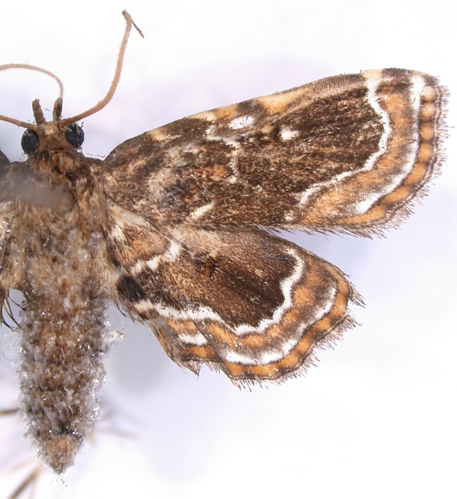 Musotima sp. 10