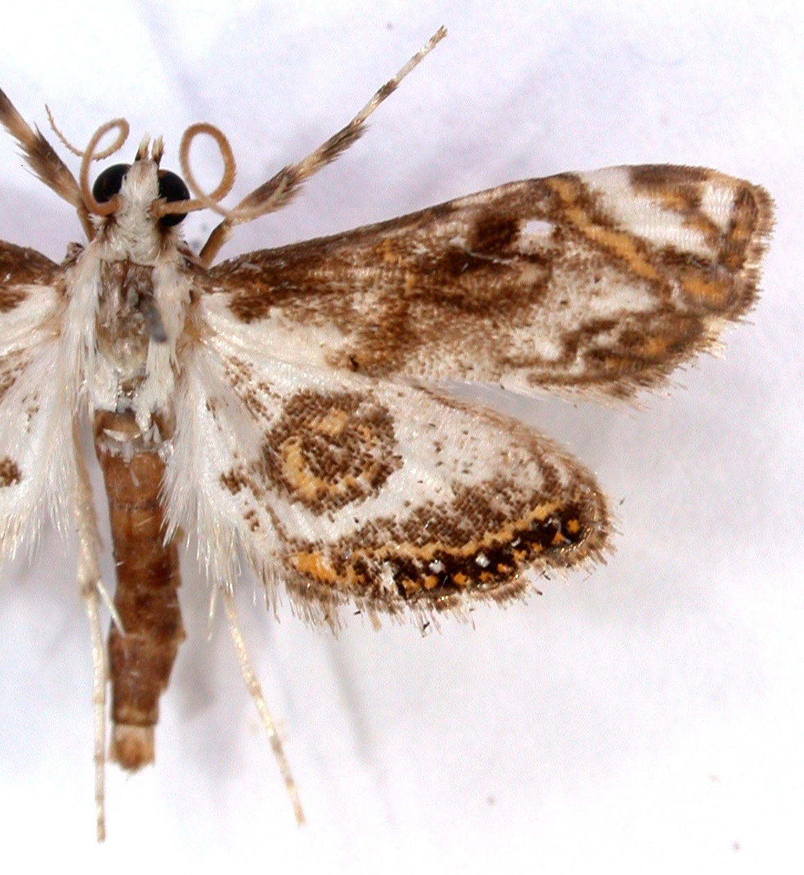 Musotima sp. 12