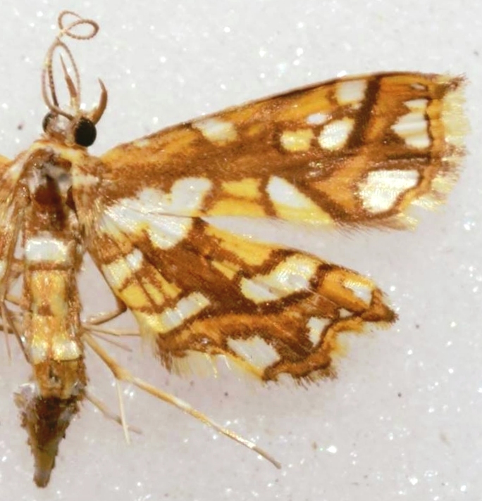 Musotima sp. 13
