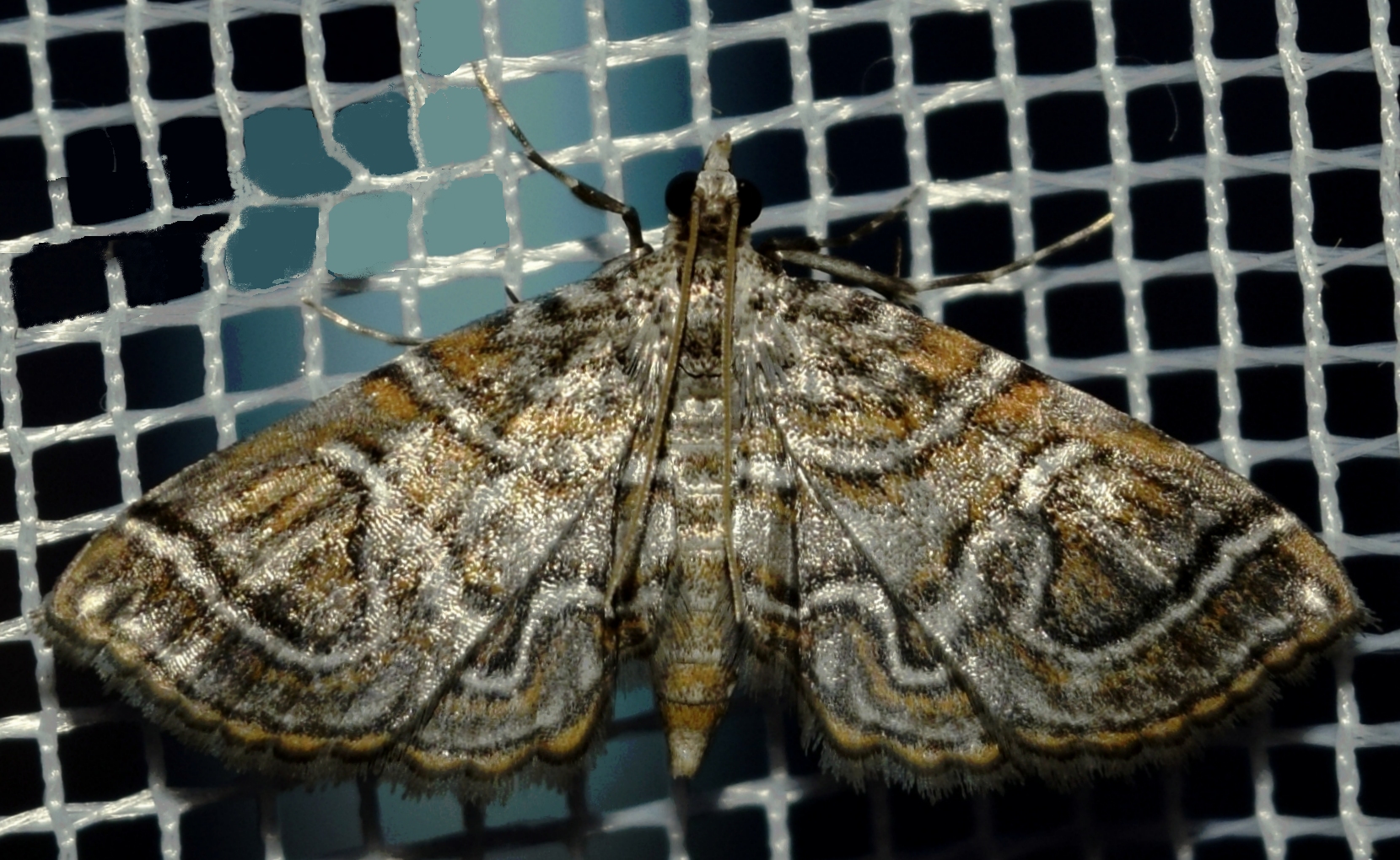"Musotima" sp. 14
