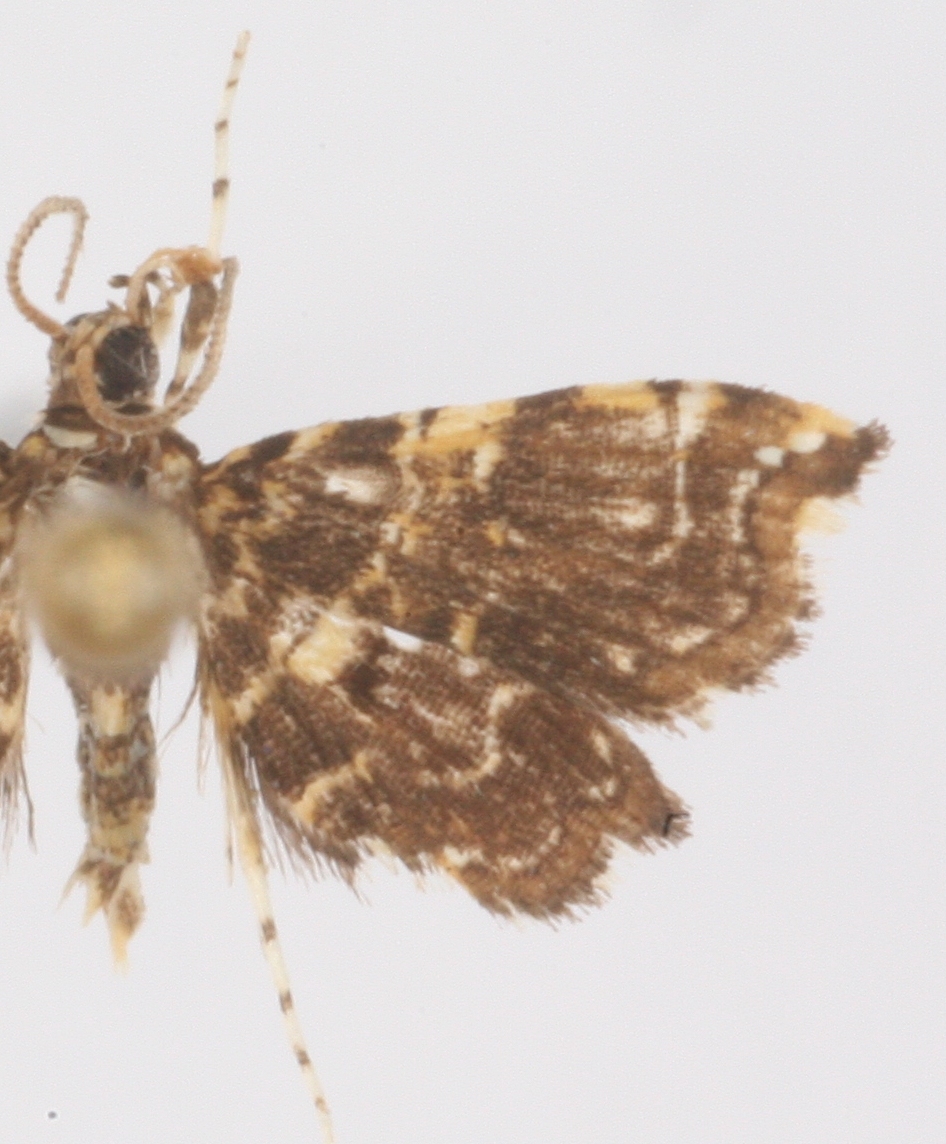 Musotima sp. 16