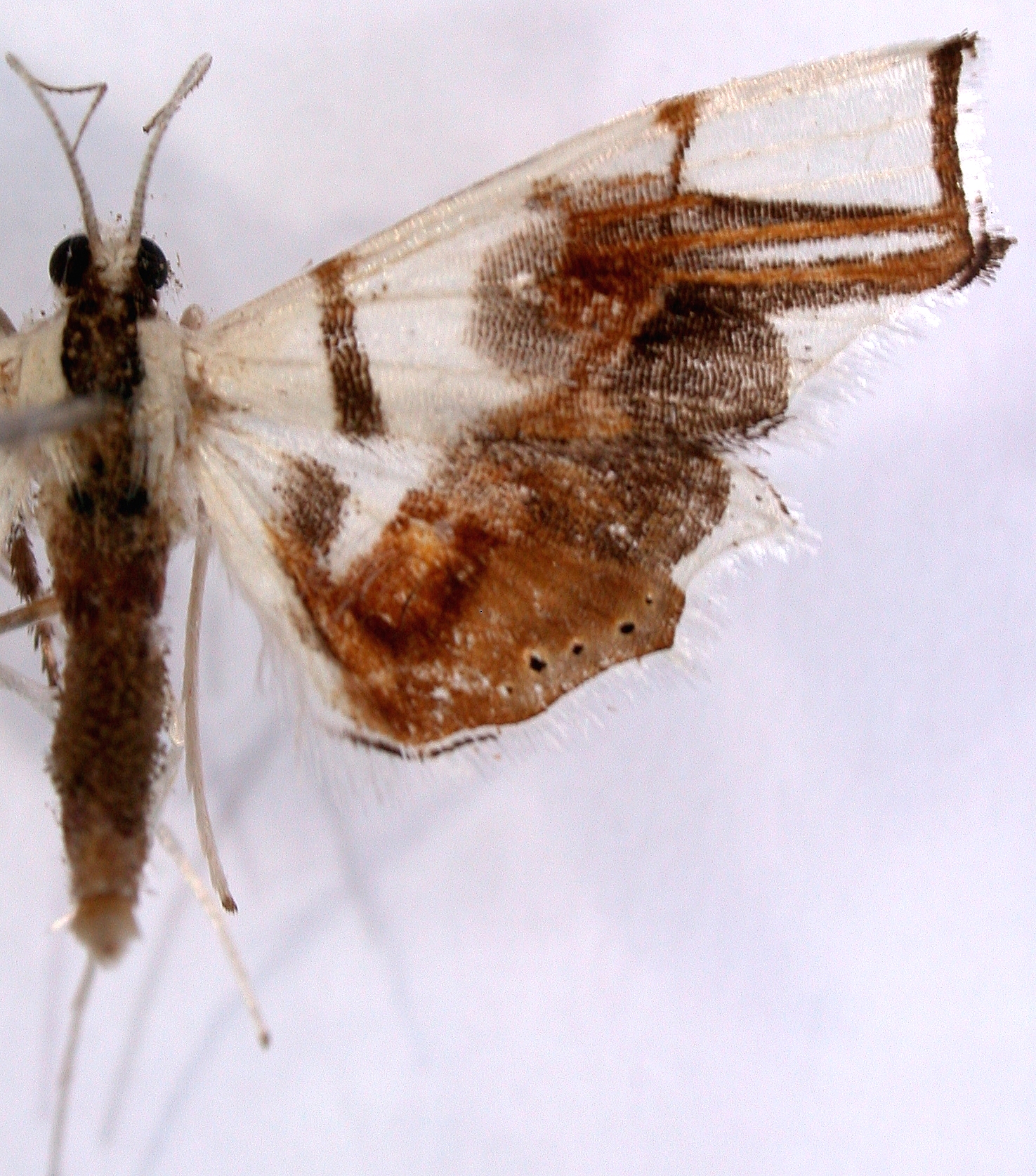 Musotima sp. 17