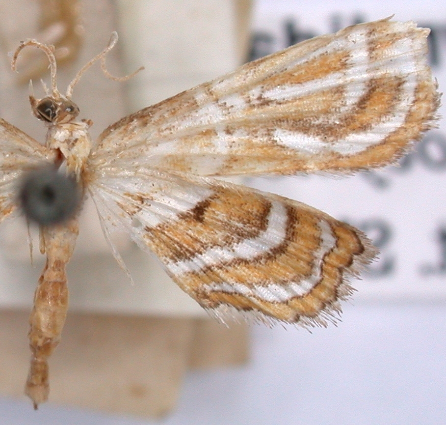 Musotima sp. 20