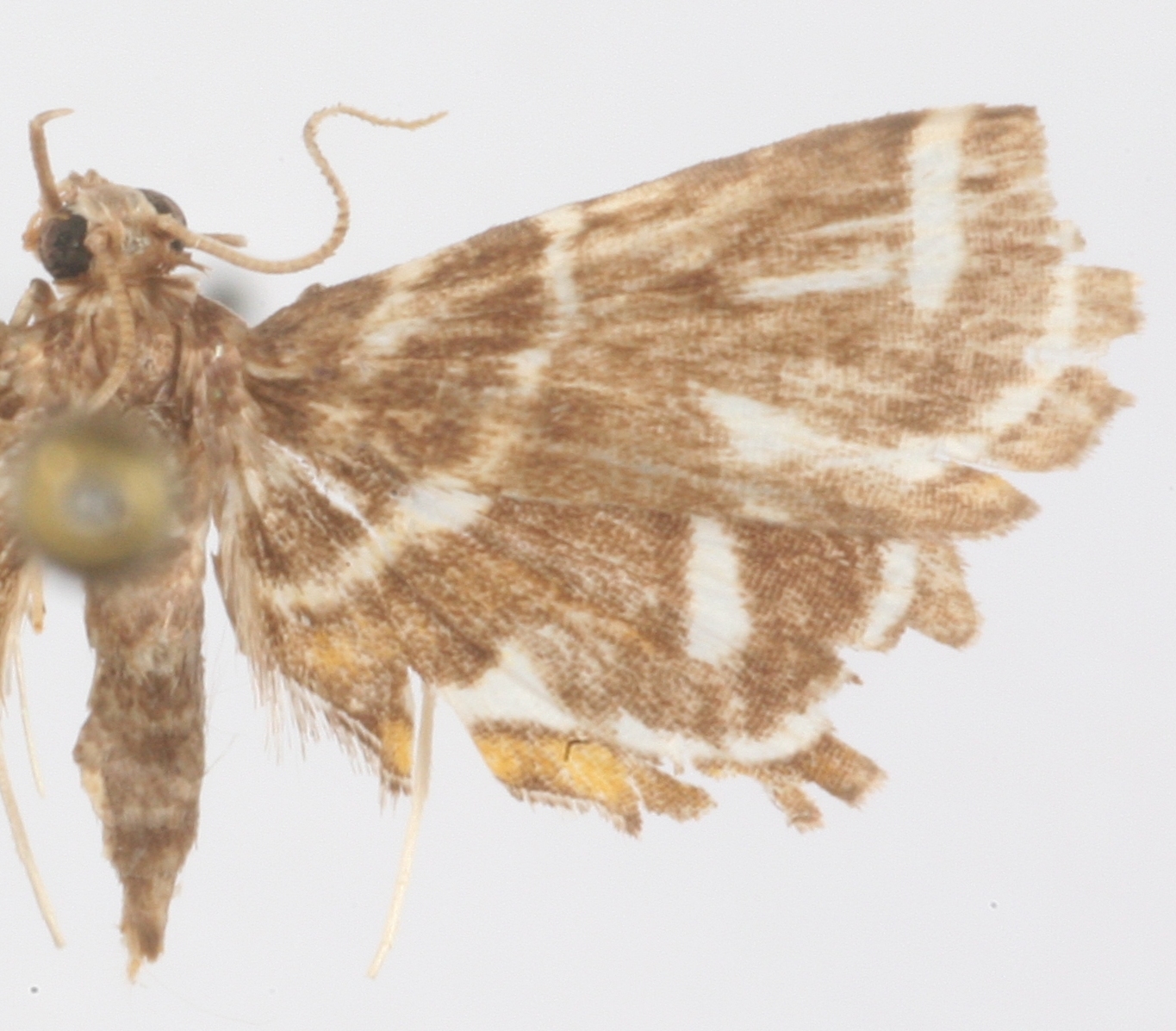 Cymoriza sp. 3